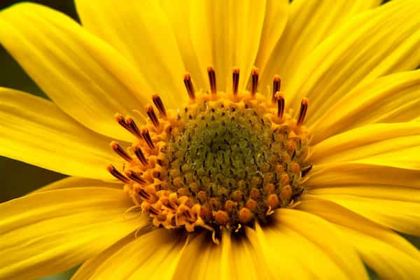 تصویر 1 از قیمت خرید گل گاوزبان زرد عمده به صرفه و ارزان
